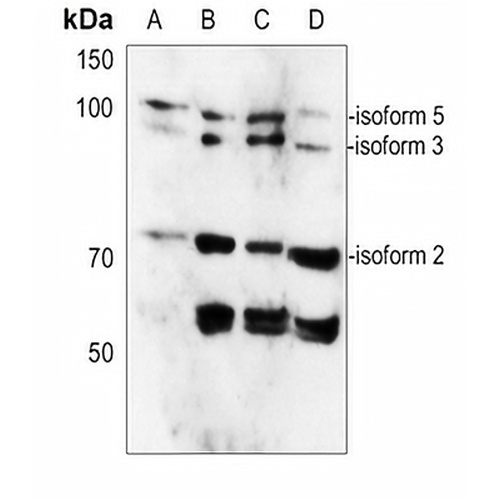 CAGE1 Rabbit Polyclonal Antibody