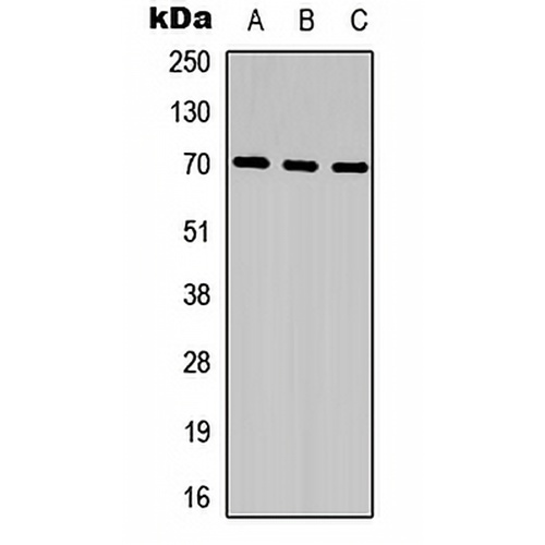 CCDC99 Rabbit Polyclonal Antibody