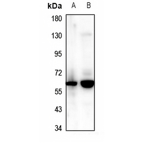 CCZ1 Rabbit Polyclonal Antibody