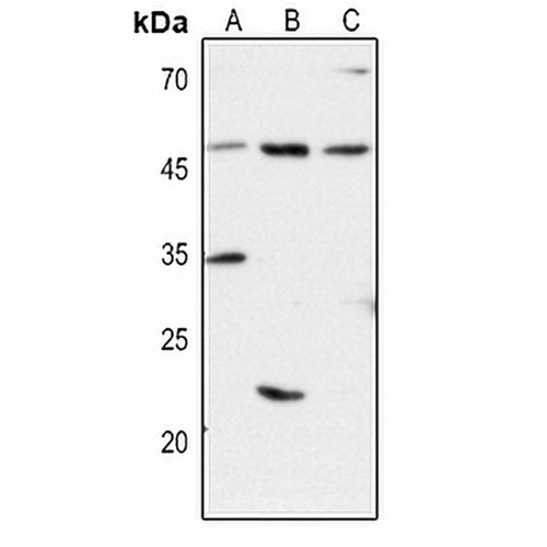 CD1d Rabbit Polyclonal Antibody