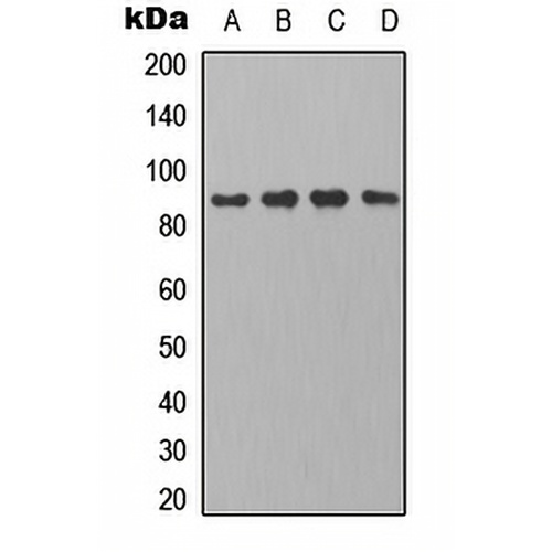 PB Cadherin Rabbit Polyclonal Antibody