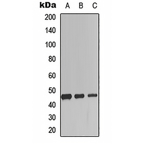SCGF Rabbit Polyclonal Antibody