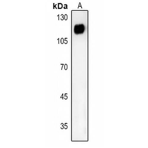 CD26 Rabbit Polyclonal Antibody