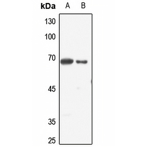 ELF1 Rabbit Polyclonal Antibody
