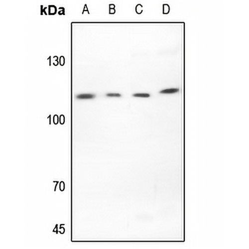 EMR2 Rabbit Polyclonal Antibody
