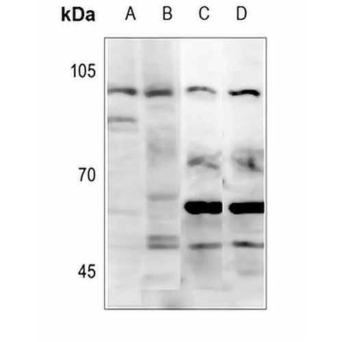 CD203c Rabbit Polyclonal Antibody
