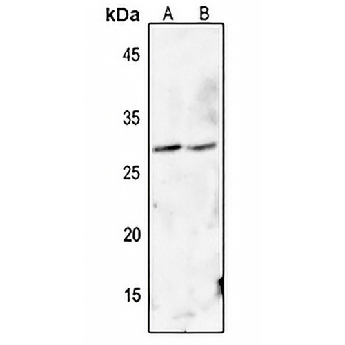 FADD (Phospho-S194) Rabbit Polyclonal Antibody