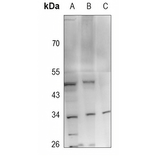 FGF13 Rabbit Polyclonal Antibody