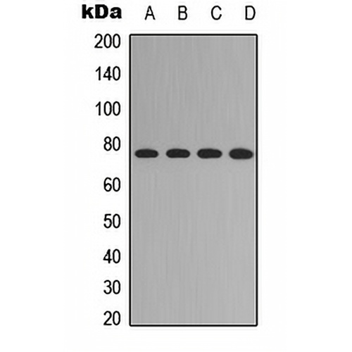 FOXO1 (Phospho-S329) Rabbit Polyclonal Antibody