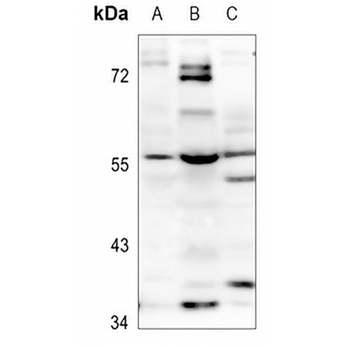 MLZE Rabbit Polyclonal Antibody