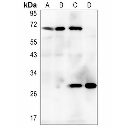CD278 Rabbit Polyclonal Antibody
