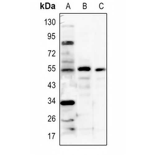 IRF3 Rabbit Polyclonal Antibody