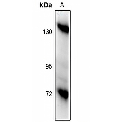 CD29 Rabbit Polyclonal Antibody