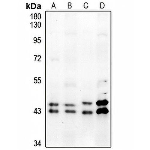 ERK1/2 (Phospho-T202/Y204) Rabbit Polyclonal Antibody