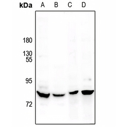 MARK Rabbit Polyclonal Antibody