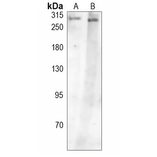 mTOR (Phospho-S2448) Rabbit Polyclonal Antibody