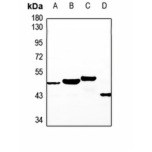 NT5C1A Rabbit Polyclonal Antibody