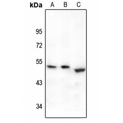 EP2 Rabbit Polyclonal Antibody