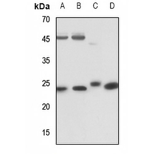 RAB5C Rabbit Polyclonal Antibody