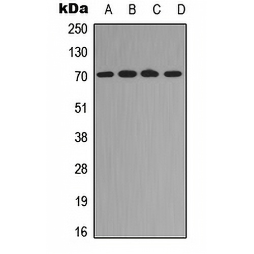 RELB (Phospho-S573) Rabbit Polyclonal Antibody