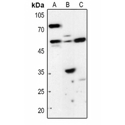 HSN1 Rabbit Polyclonal Antibody