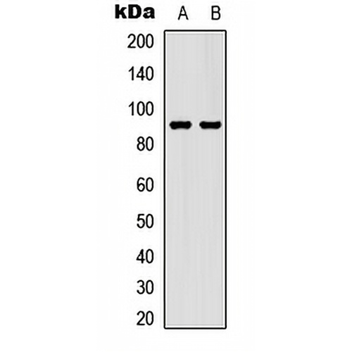 STAT5 (Phospho-S726/731) Rabbit Polyclonal Antibody
