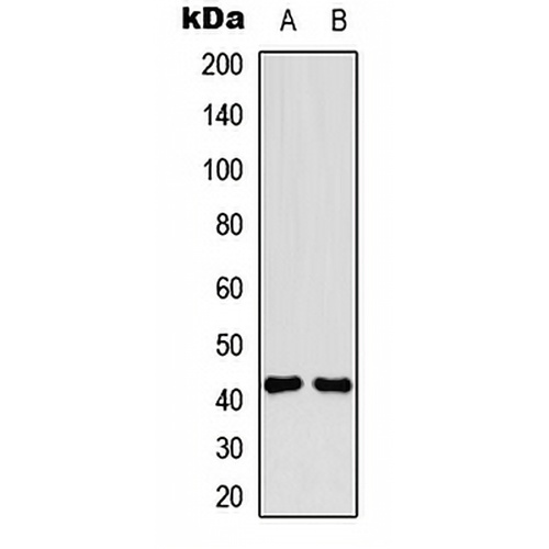 CD264 Rabbit Polyclonal Antibody