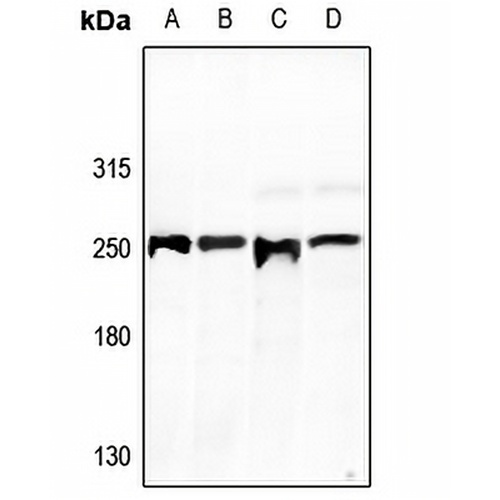 GCP6 Rabbit Polyclonal Antibody