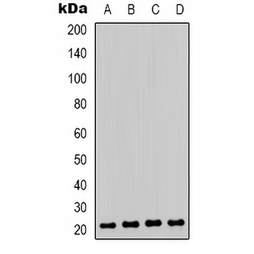 HP1 gamma (Phospho-S93) Rabbit Polyclonal Antibody