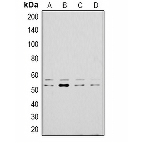 LYN Rabbit Polyclonal Antibody