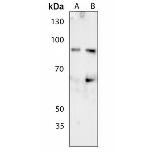 Ku80 (Phospho-T714) Rabbit Polyclonal Antibody