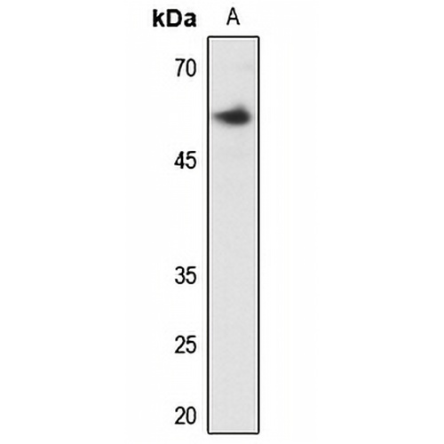 Clipin A Rabbit Polyclonal Antibody