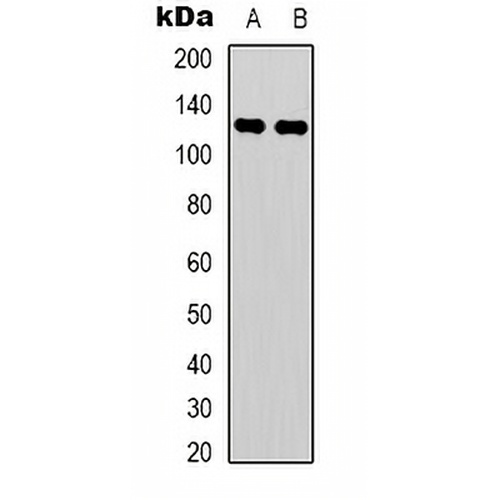 C/EBP zeta Rabbit Polyclonal Antibody