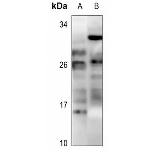 MOB3C Rabbit Polyclonal Antibody
