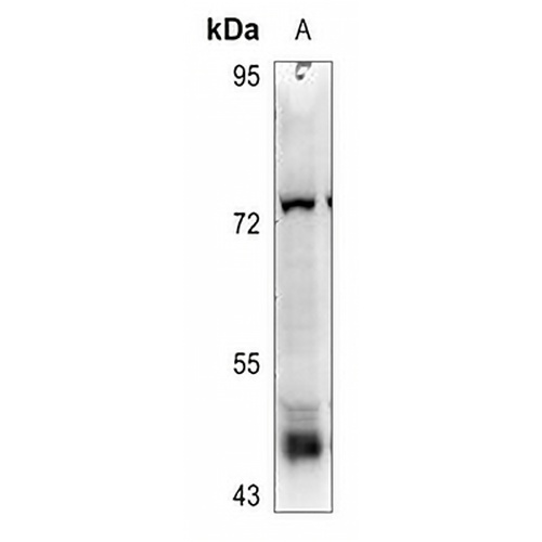 DPF2 Rabbit Polyclonal Antibody