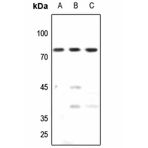 TAF15 Rabbit Polyclonal Antibody
