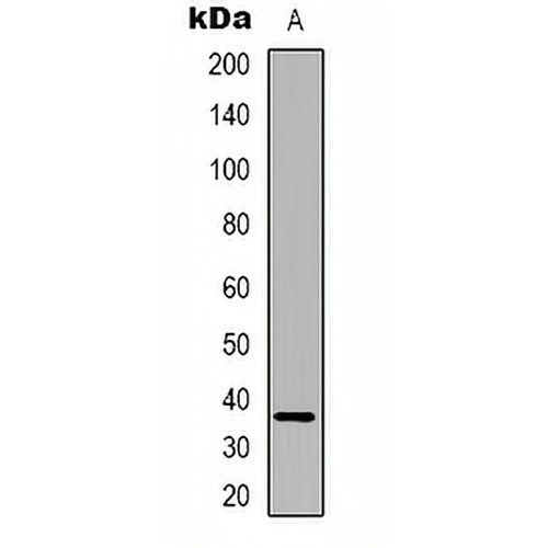 FAM84B Rabbit Polyclonal Antibody