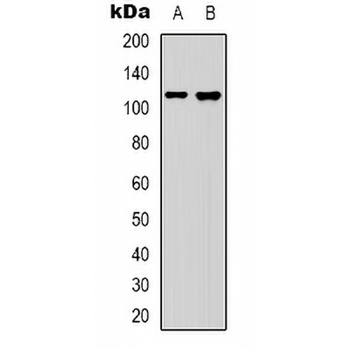 Collagen 19 alpha 1 Rabbit Polyclonal Antibody