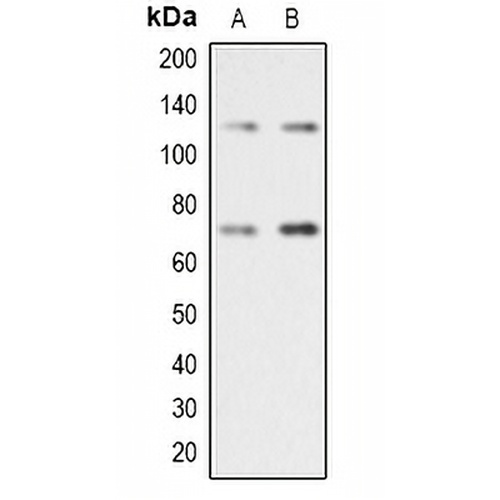RAD21 Rabbit Polyclonal Antibody