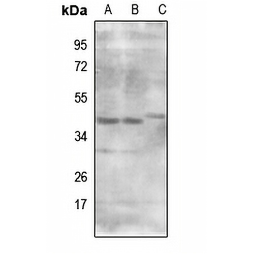 MRPS9 Rabbit Polyclonal Antibody