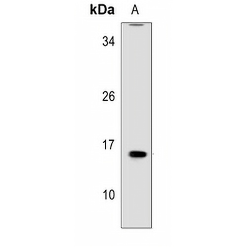 MRPL41 Rabbit Polyclonal Antibody