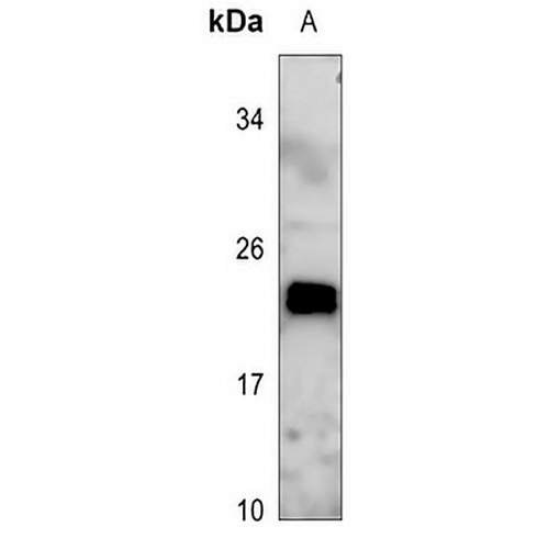 MRPL48 Rabbit Polyclonal Antibody