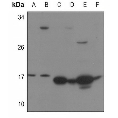 RPS13 Rabbit Polyclonal Antibody