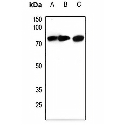 ACSS1 Rabbit Polyclonal Antibody