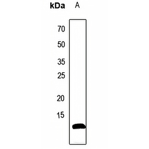 ATP5I Rabbit Polyclonal Antibody