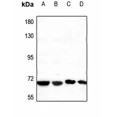 CstF-64T Rabbit Polyclonal Antibody