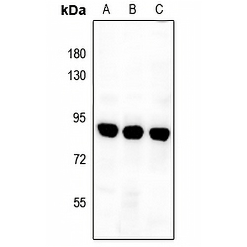 Complement C1S Rabbit Polyclonal Antibody