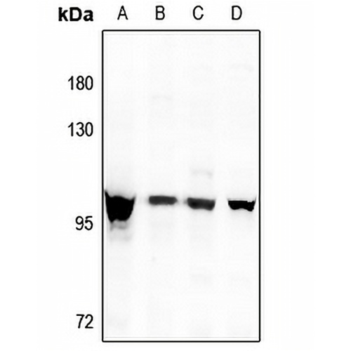 DMGDH Rabbit Polyclonal Antibody