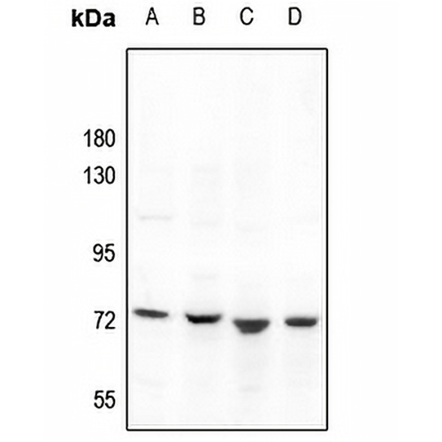 GBP4 Rabbit Polyclonal Antibody