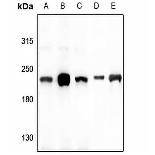 Myosin 14 Rabbit Polyclonal Antibody
